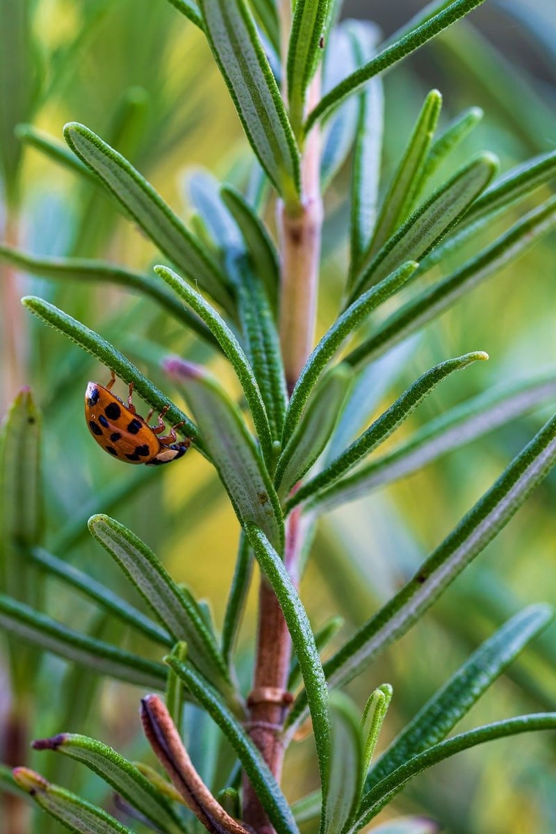 Vertical herb garden
